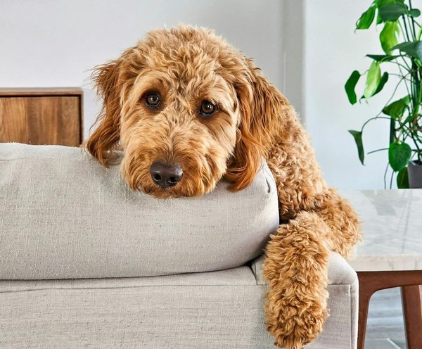 Quali sono le migliori razze di cani da appartamento per una famiglia in città?