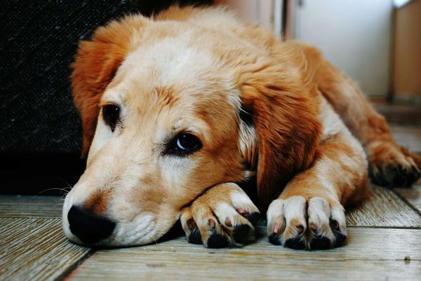 Quali sono i metodi più efficaci per la riabilitazione di cani con lesioni ortopediche?