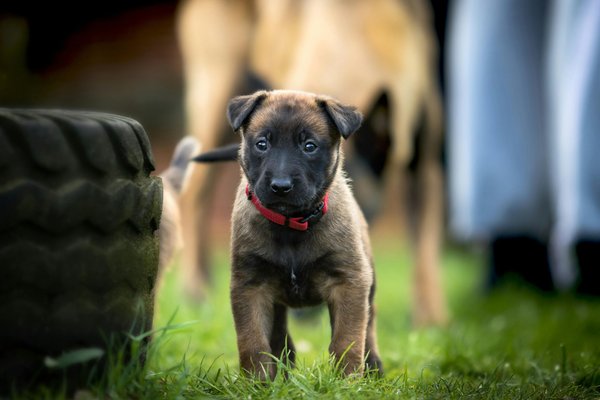 Quali sono i migliori esercizi di socializzazione per un cucciolo di Pastore Belga Malinois?